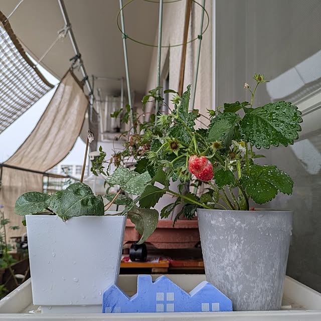mi-saさんの部屋
