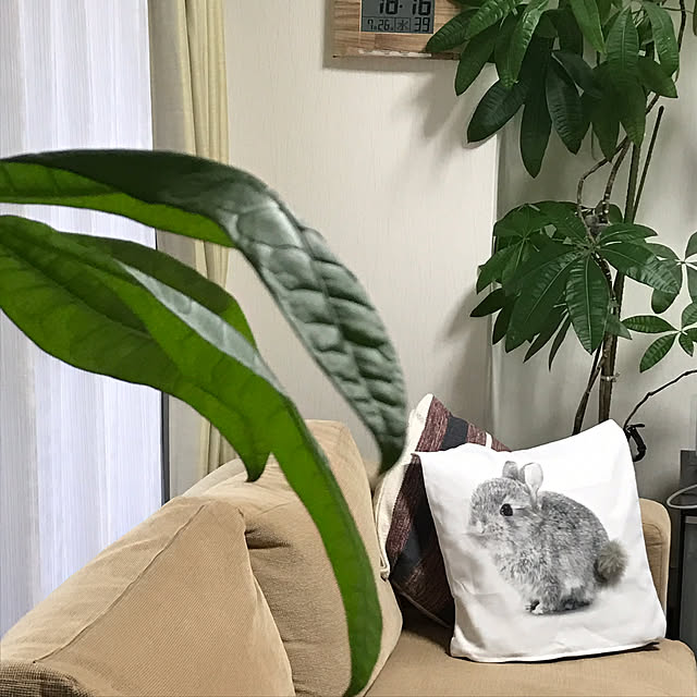 pakilaさんの実例写真