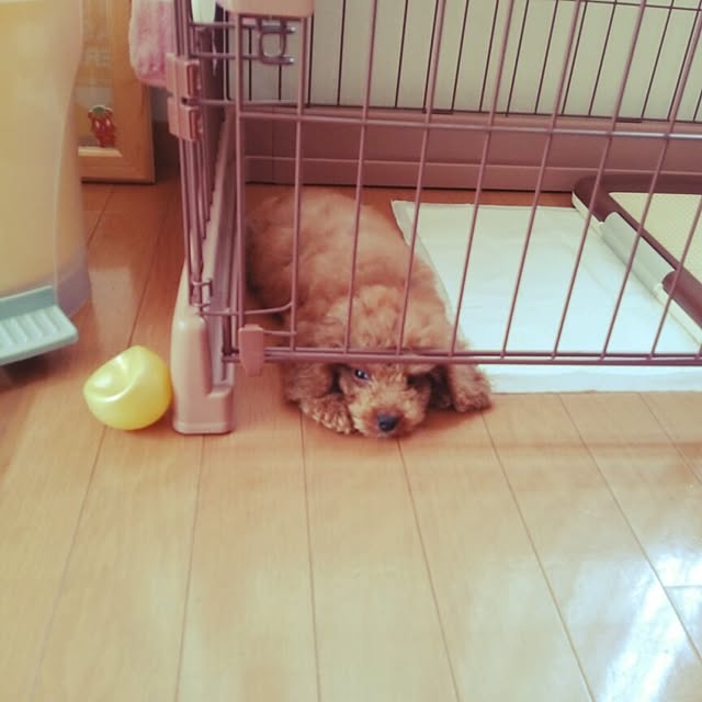 tomoki.さんの実例写真