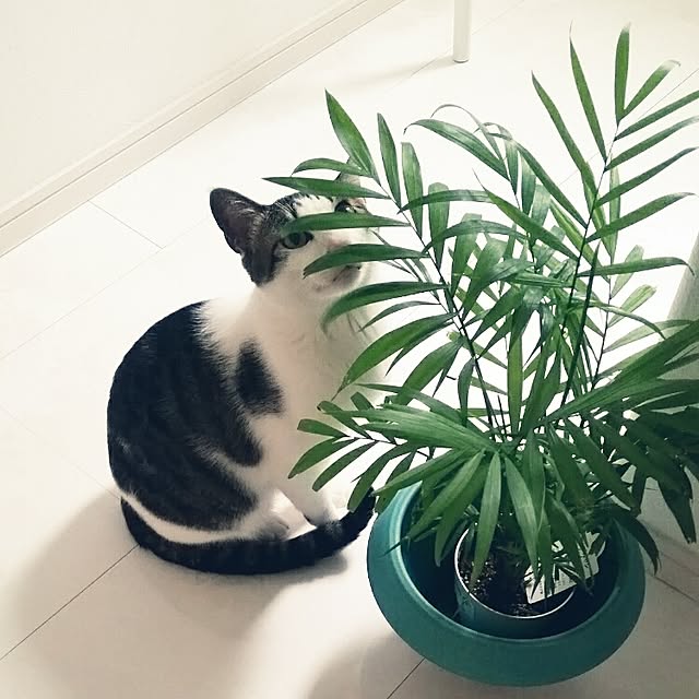 runayucoさんの実例写真
