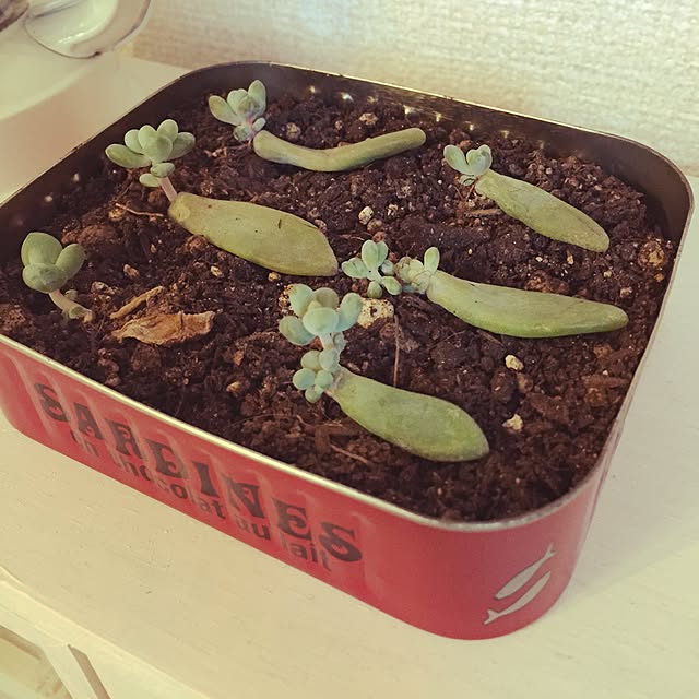 Eriさんの実例写真