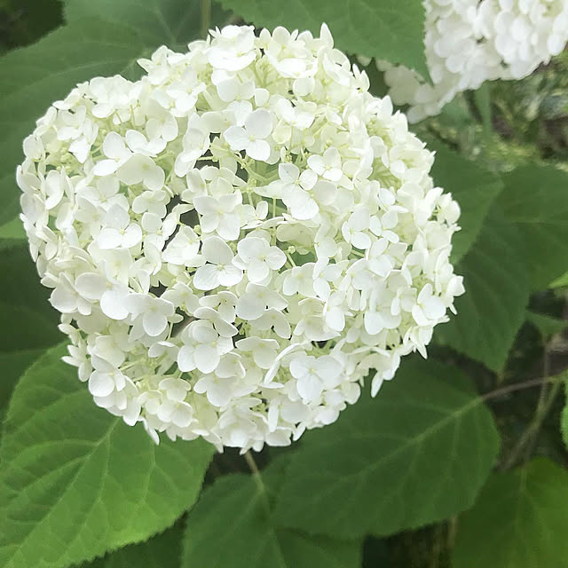 yukiimaさんの実例写真