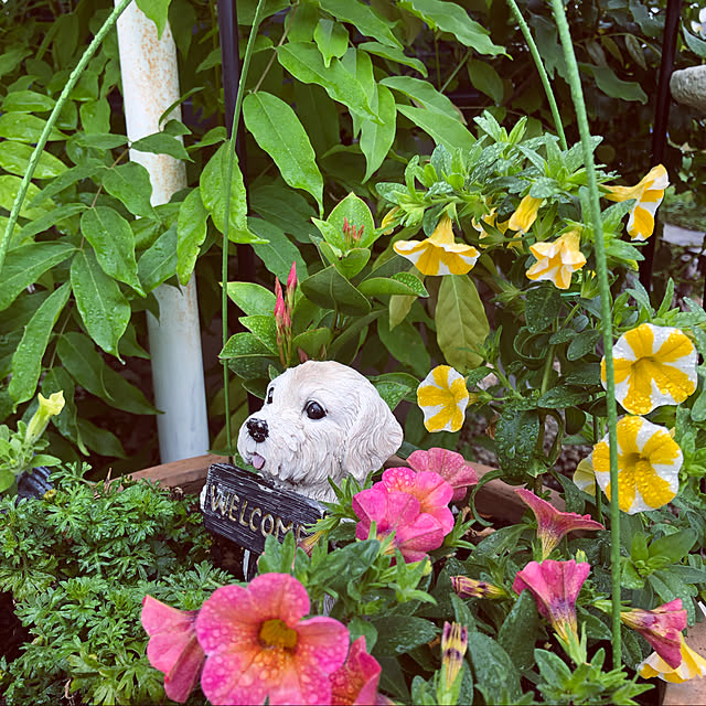 Hana.....さんの実例写真