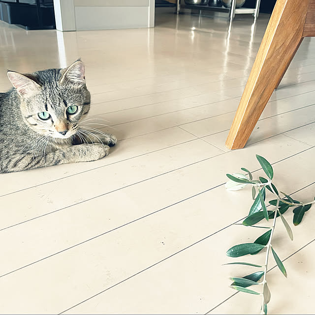 mofzeniさんの実例写真
