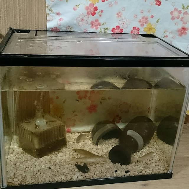 29さんの実例写真