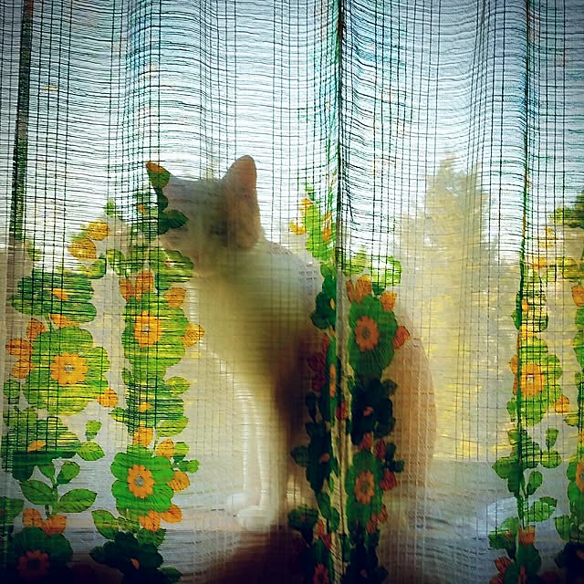 nikagonさんの実例写真