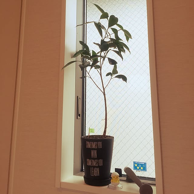 pinaさんの実例写真