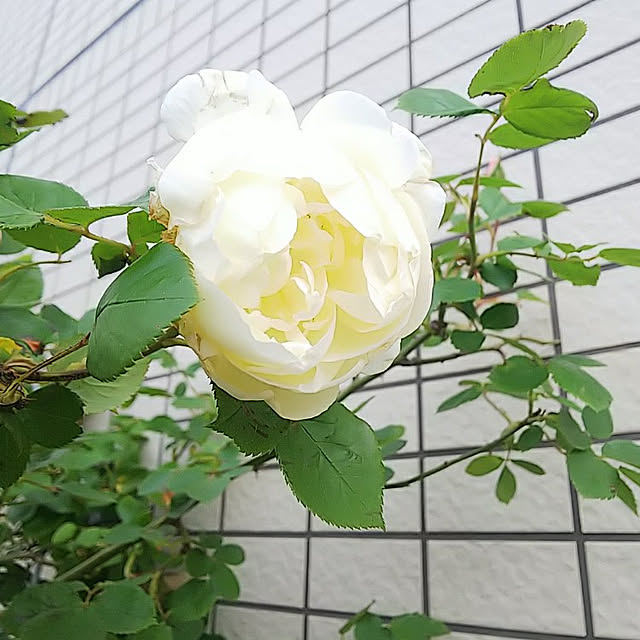 hiromimiさんの実例写真