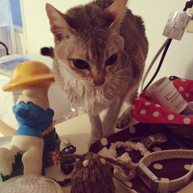miikoさんの実例写真