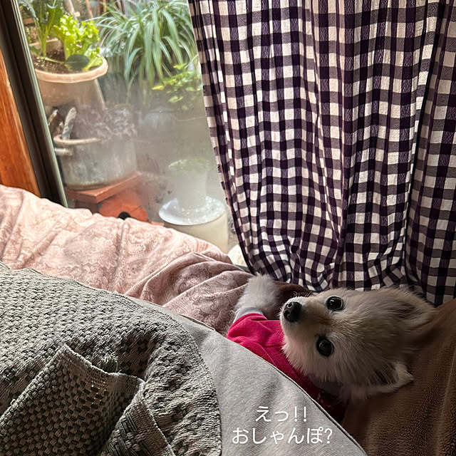 akaidarumaさんの部屋