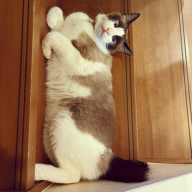 実例写真
