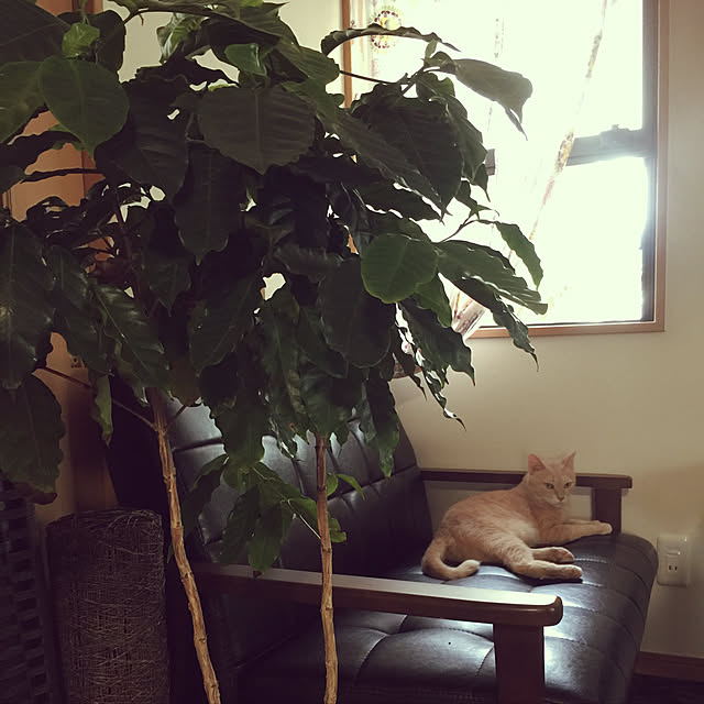 mikan161さんの実例写真