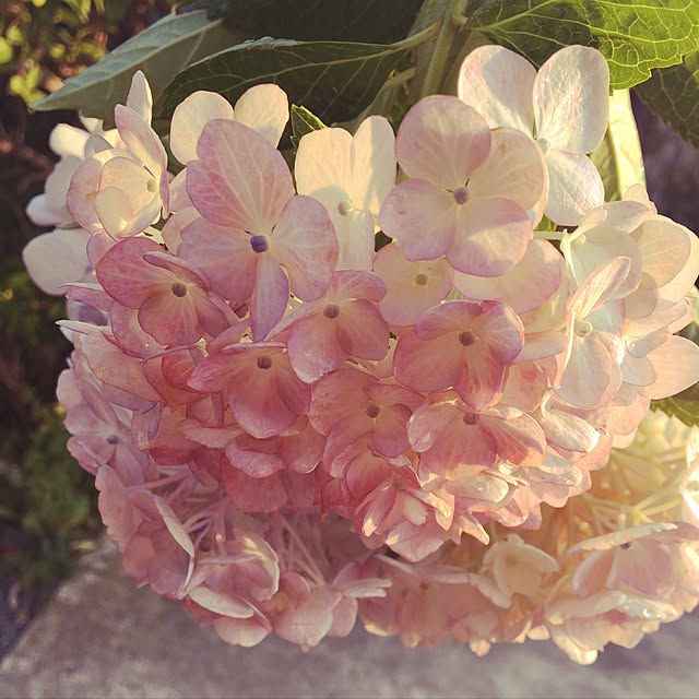 ayu.ayuko-esh77さんの実例写真