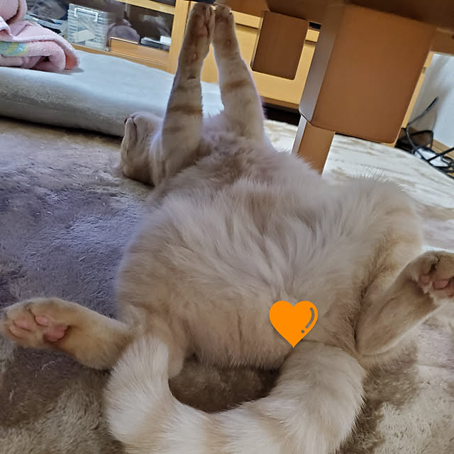 makoさんの実例写真