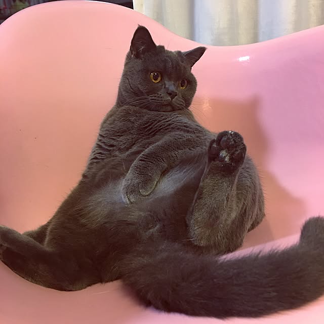 Shojiさんの実例写真