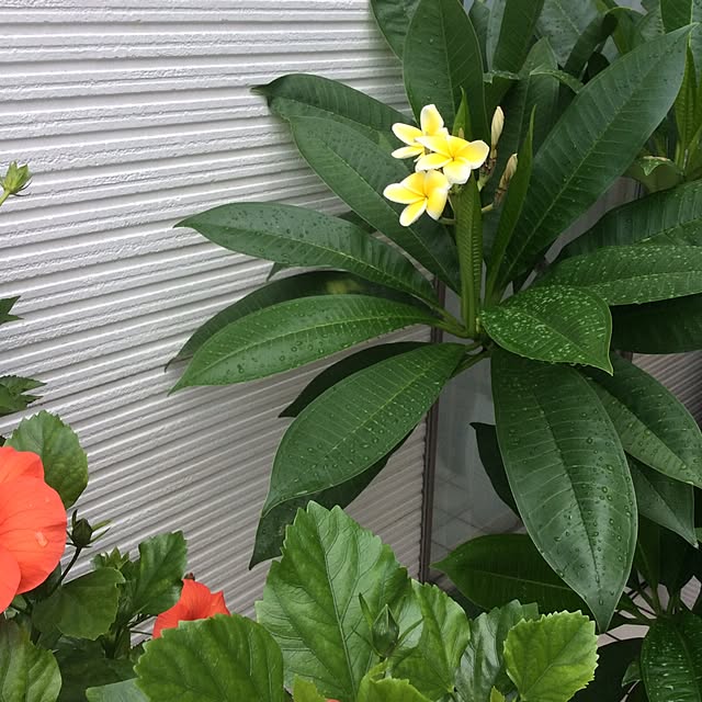 Akiraさんの実例写真