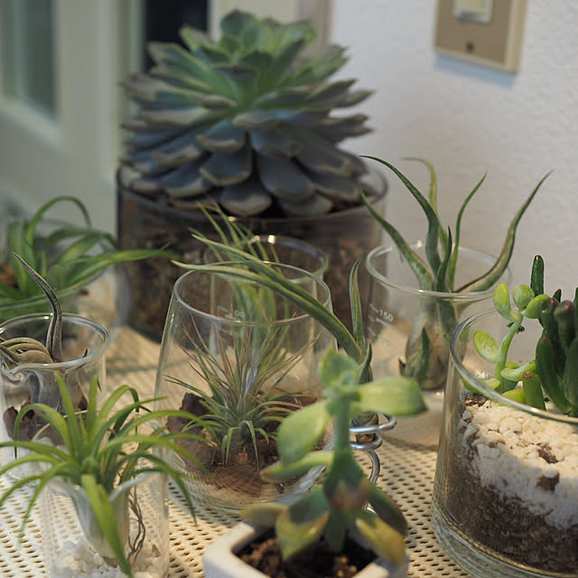 部屋全体/エアープランツ/ダイソー/100均/観葉植物...などのインテリア実例 - 2017-08-08 19:38:08