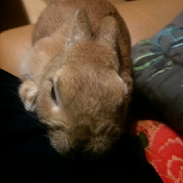 acaさんの実例写真