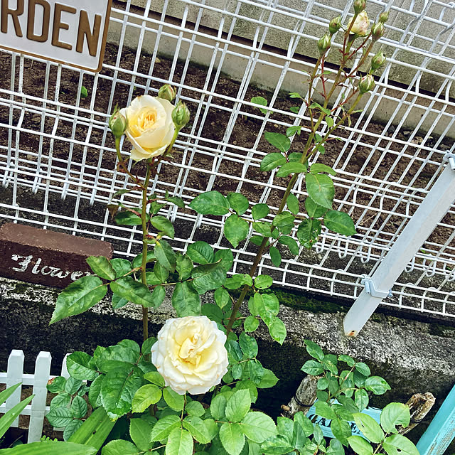CoCo0617さんの実例写真