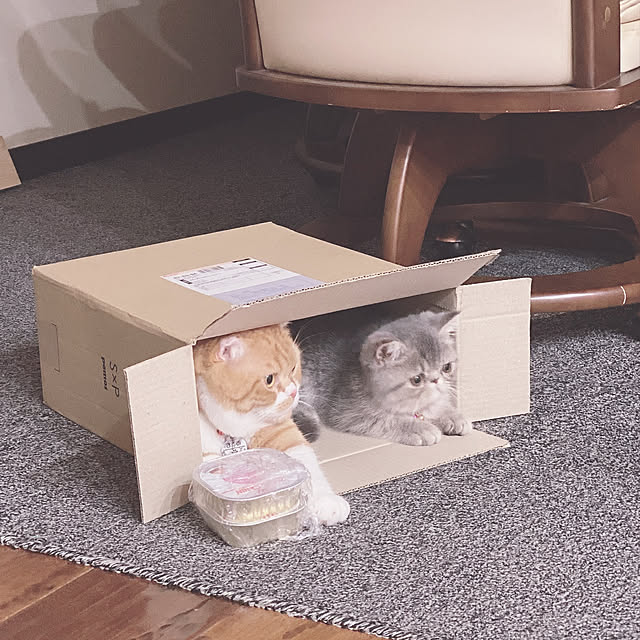 shizzzさんの実例写真