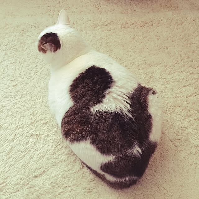 coedodecoさんの実例写真