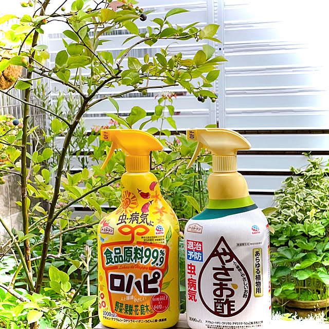miechuraさんの実例写真