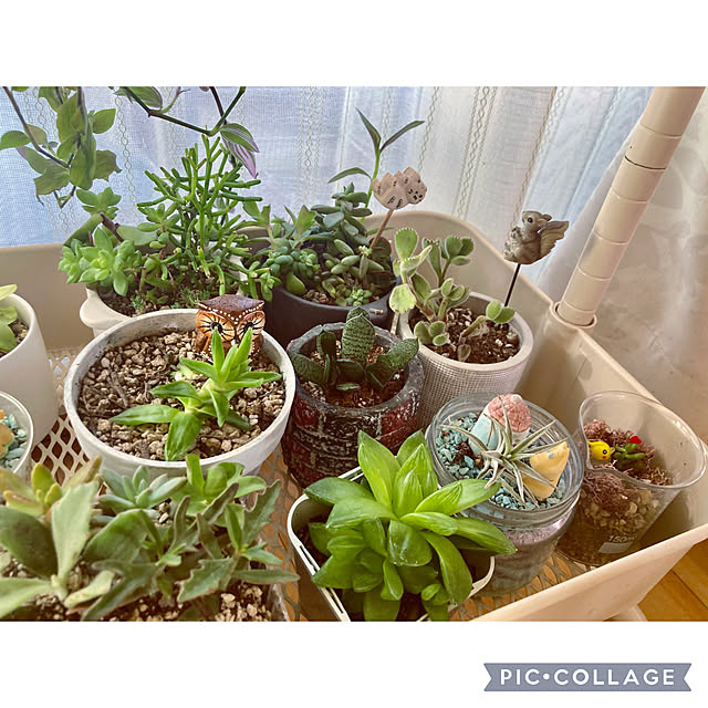 CoCo0617さんの部屋