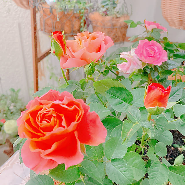 Hanakaさんの部屋