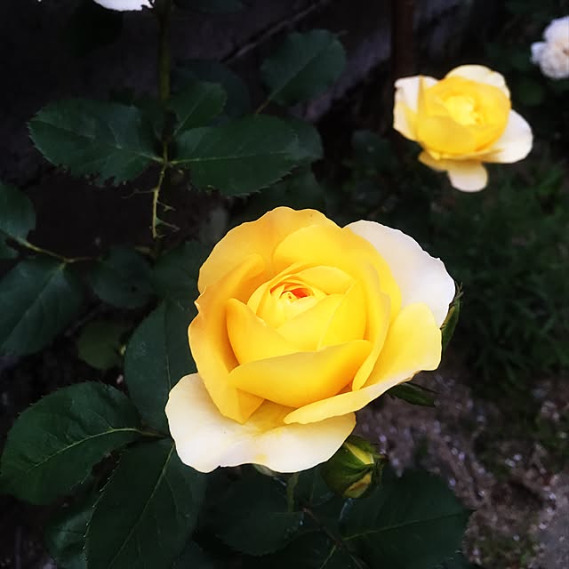 P.namakoさんの実例写真