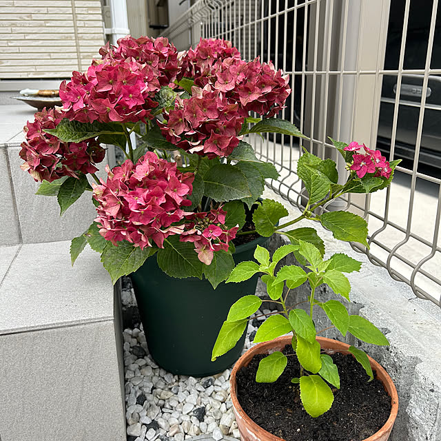 ナチュラル/雑貨/多肉植物/庭/玄関/入り口のインテリア実例 - 2023-06-24 17:56:53