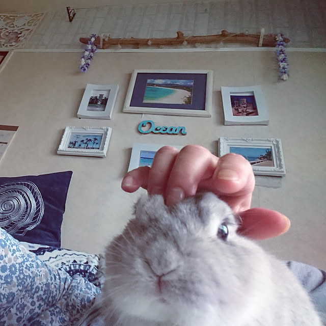 yokomokoさんの実例写真