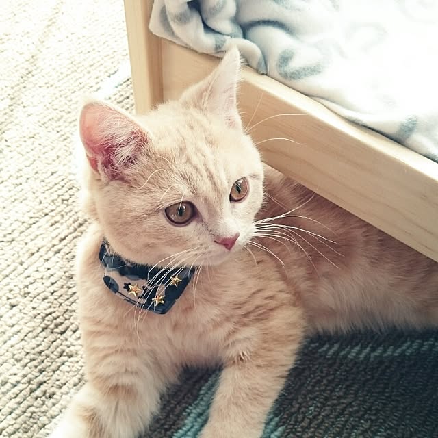 yukiさんの実例写真
