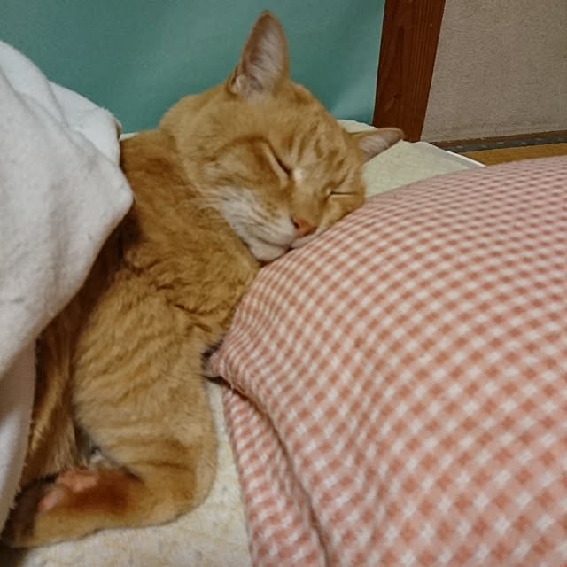 keiさんの実例写真