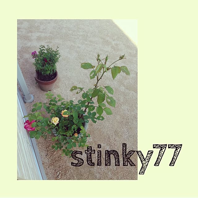 stinky77さんの実例写真