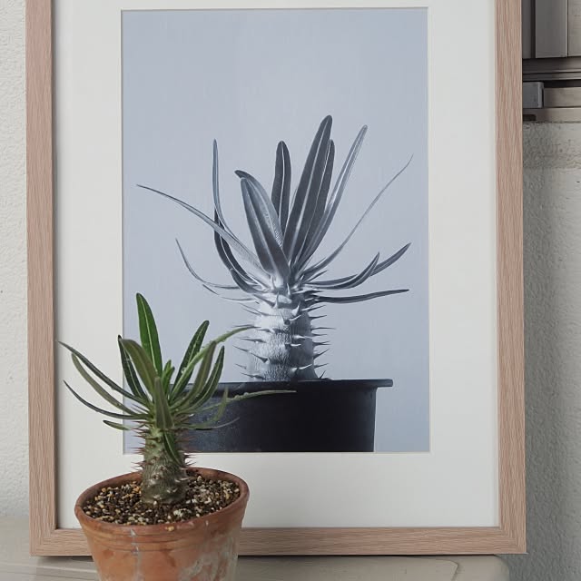 piyohopさんの実例写真