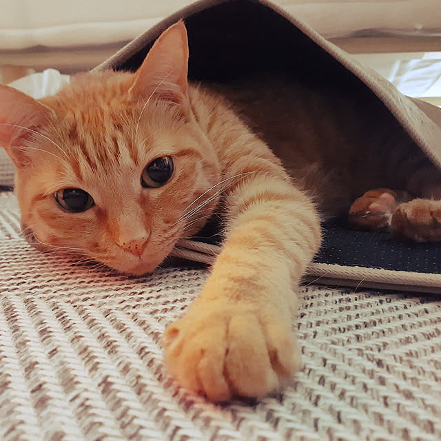 chisaviさんの実例写真