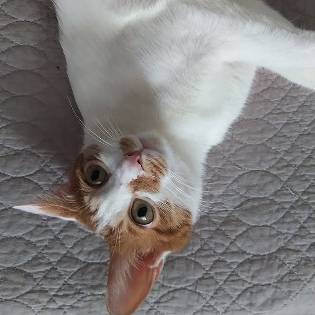 5nyansさんの実例写真