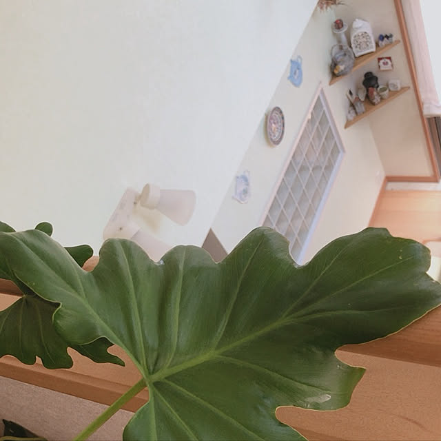 kuikoさんの実例写真