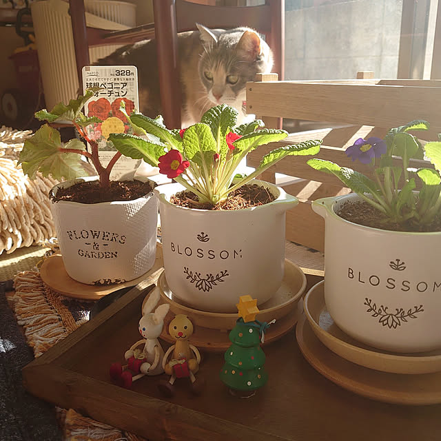 fukuさんの実例写真