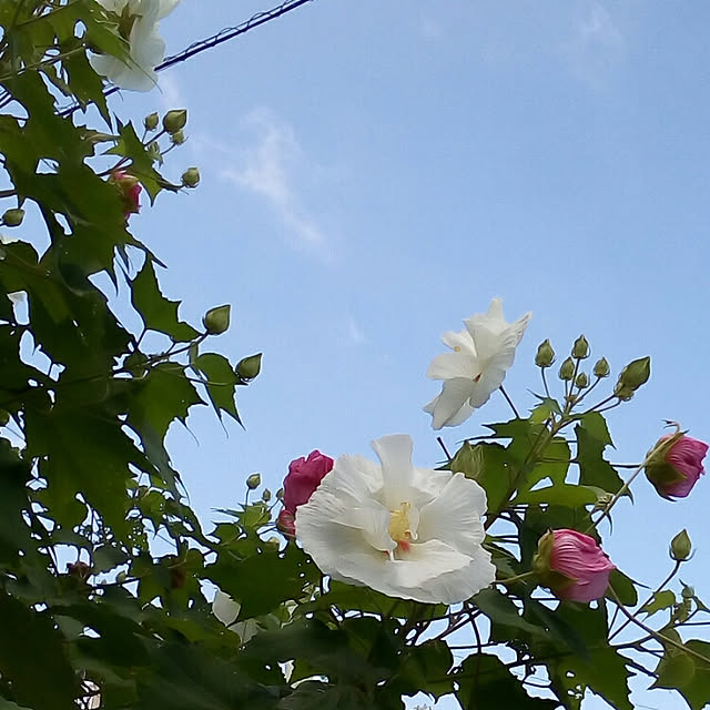 mariagardenさんの実例写真