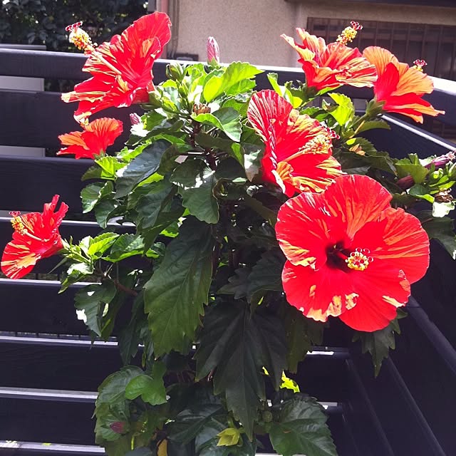 alohaさんの実例写真