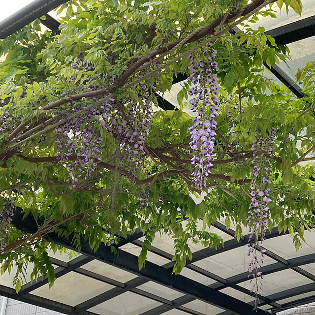 kirakirahoshiさんの実例写真