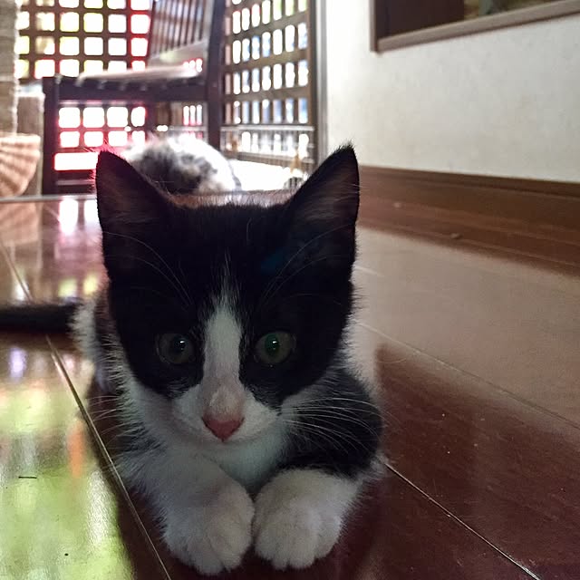 butachanさんの実例写真