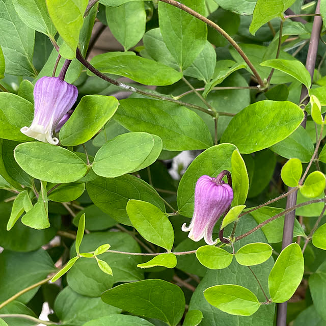 shiropenguinさんの実例写真