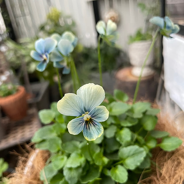 shiropenguinさんの部屋