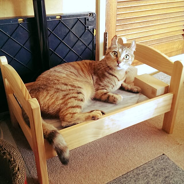 Mitsuhikoさんの実例写真