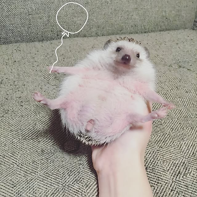 yu_kiさんの実例写真