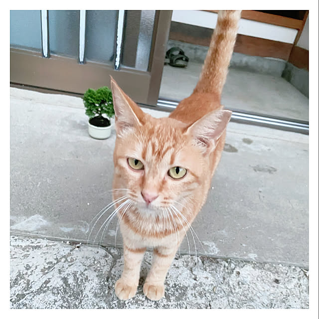Maicoさんの実例写真