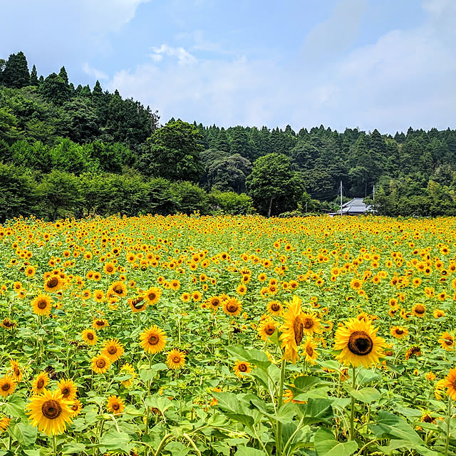 koRoさんの実例写真