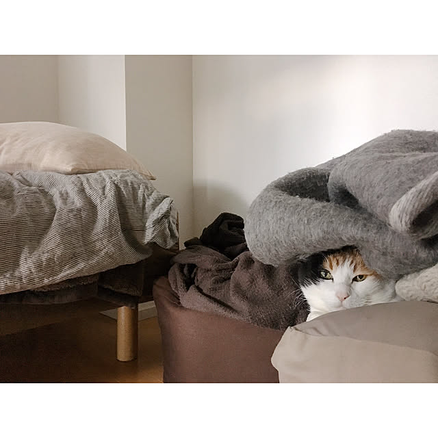warashibeさんの実例写真